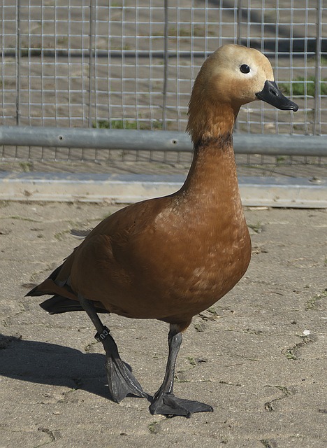 样讲求防守
